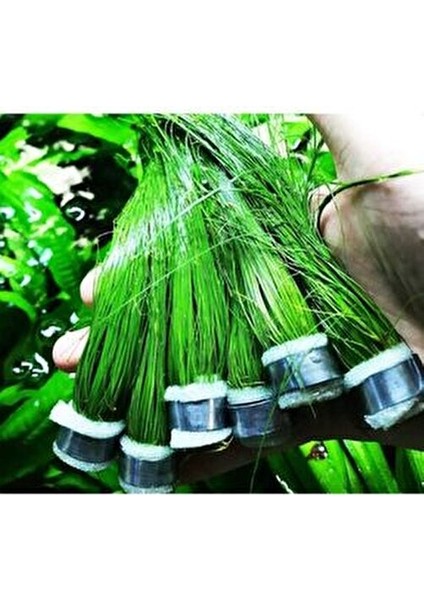 Dev Parvula Arka Plan Akvaryum Bitkisi Eleocharis Vivipara Canlı Bitki 1 Bağ modelleri
