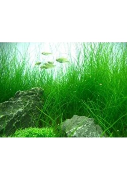 Dev Parvula Arka Plan Akvaryum Bitkisi Eleocharis Vivipara Canlı Bitki 1 Bağ fırsatları