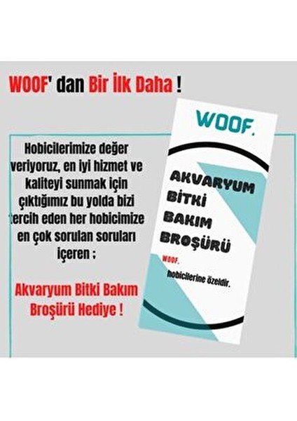 Dev Parvula Arka Plan Akvaryum Bitkisi Eleocharis Vivipara Canlı Bitki 1 Bağ