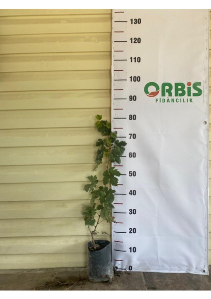 Tarsus Beyazı (Topacık) Üzüm Fidanı – Iri Taneli ve Aromatik Beyaz Üzüm