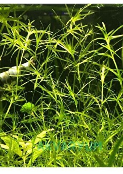 Egeria Najas Lepistes Otu 5 Dal Kolay, Kum Gerekmeyen Canlı Akvaryum Bitkisi Akvaryum Bitkileri