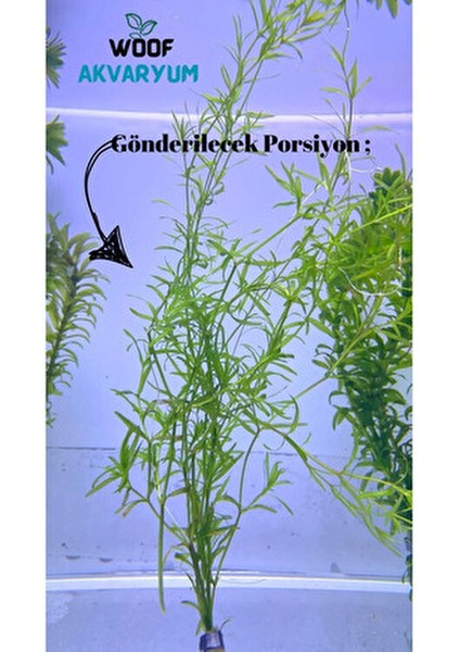 Egeria Najas Lepistes Otu 5 Dal Kolay, Kum Gerekmeyen Canlı Akvaryum Bitkisi Akvaryum Bitkileri fiyatları