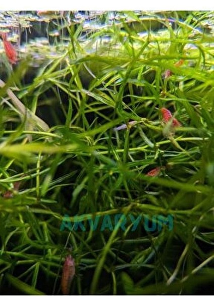 Egeria Najas Lepistes Otu 5 Dal Kolay, Kum Gerekmeyen Canlı Akvaryum Bitkisi Akvaryum Bitkileri modelleri