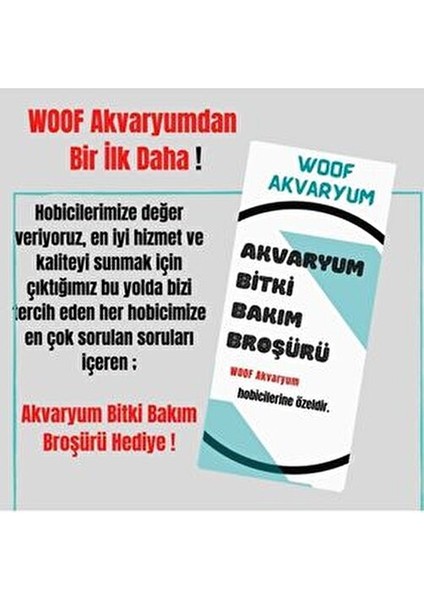 Egeria Najas Lepistes Otu 5 Dal Kolay, Kum Gerekmeyen Canlı Akvaryum Bitkisi Akvaryum Bitkileri fırsatları