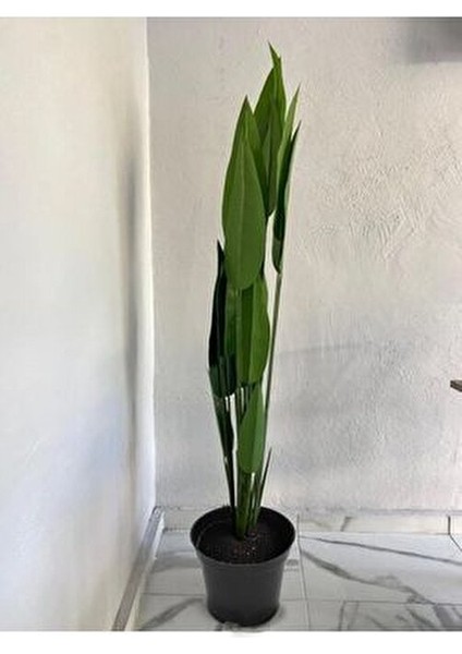 175CM 20 Yaprak Yapay Ağaç Muz Ağacı Yapay Starliçe 175CM 20 Yaprak fırsatları