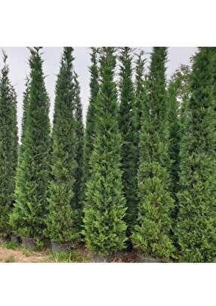 Selvi Leylandi Çam Fidanı Tüplü 60-80 cm