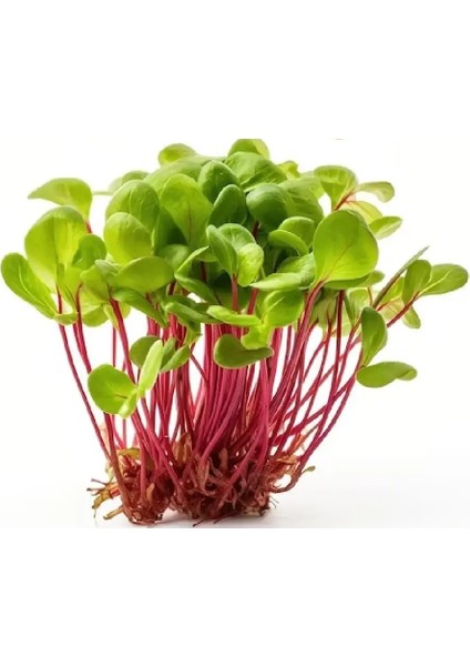 Ekşi Tatlar Ikili Mikro Yeşillik Seti, Kuzukulağı ve Semizotu fiyatları