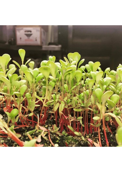 Egeden Üçlü Mikro Yeşillik Seti, Tere, Roka ve Semizotu