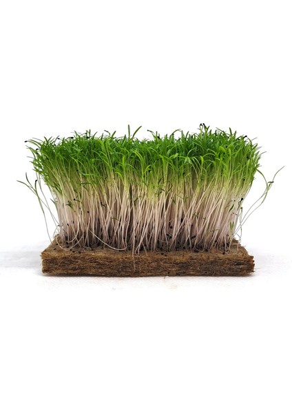 Egeden Üçlü Mikro Yeşillik Seti, Tere, Roka ve Semizotu fiyatları