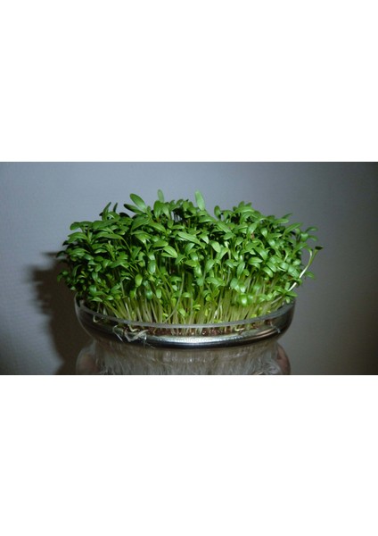 Egeden Üçlü Mikro Yeşillik Seti, Tere, Roka ve Semizotu indirimleri