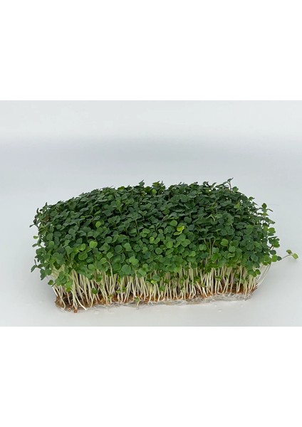 Egeden Üçlü Mikro Yeşillik Seti, Tere, Roka ve Semizotu