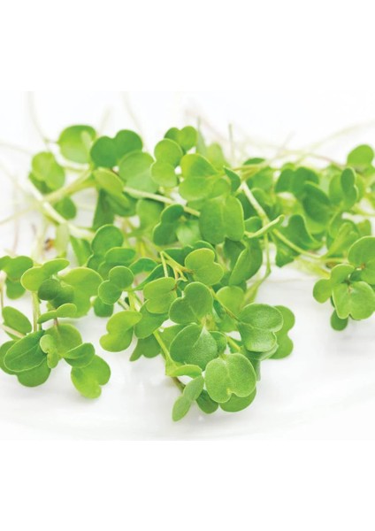 Egeden Üçlü Mikro Yeşillik Seti, Tere, Roka ve Semizotu