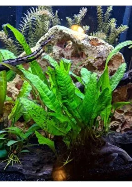 Java Fern Leptochılus Pteropus 1 Kök Kolay Akvaryum Bitkisi Canlı Bitki