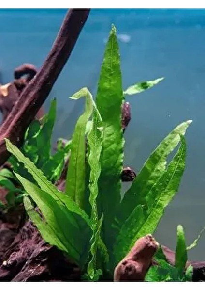Java Fern Leptochılus Pteropus 1 Kök Kolay Akvaryum Bitkisi Canlı Bitki fiyatları