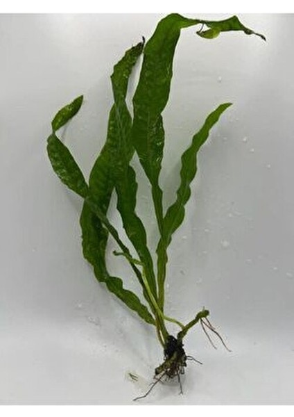 Java Fern Leptochılus Pteropus 1 Kök Kolay Akvaryum Bitkisi Canlı Bitki modelleri