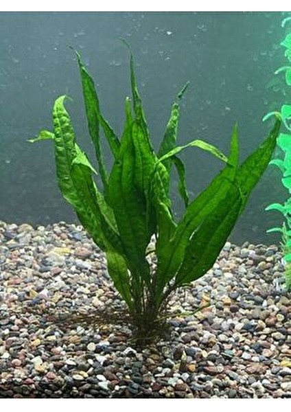 Java Fern Leptochılus Pteropus 1 Kök Kolay Akvaryum Bitkisi Canlı Bitki fırsatları