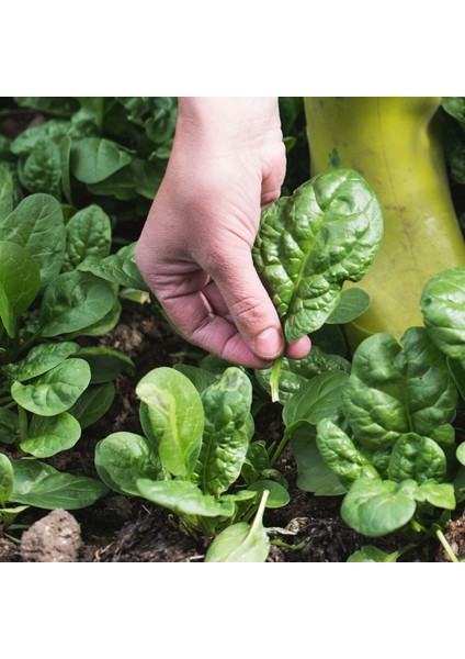 Kış Yeşilleri İkili Tohum Seti, Ispanak ve Pazı