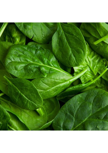 Kış Yeşilleri İkili Tohum Seti, Ispanak ve Pazı fiyatları