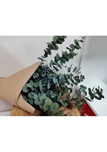 1.kalite Üreticiden Şoklanmış Büyük Yaprak Okaliptus