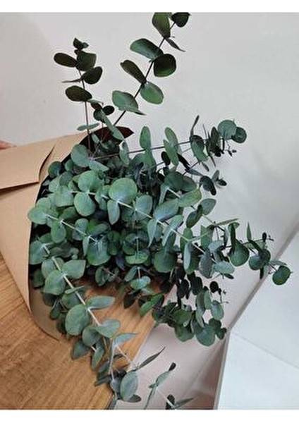 1.kalite Üreticiden Şoklanmış Büyük Yaprak Okaliptus fiyatları