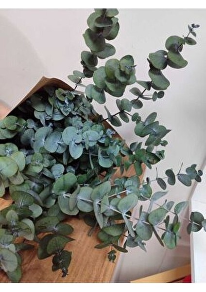 1.kalite Üreticiden Şoklanmış Büyük Yaprak Okaliptus modelleri