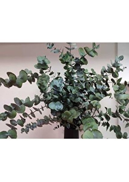 1.kalite Üreticiden Şoklanmış Büyük Yaprak Okaliptus fırsatları