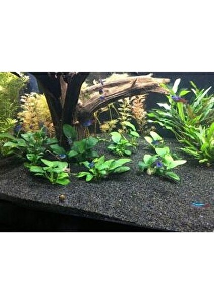 Profesyonel 1 kg Siyah Akvaryum Bitki Kumu Açık Paket