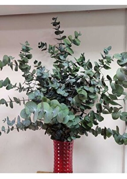 1.kalite Üreticiden Şoklanmış Büyük Yaprak Okaliptus indirimleri