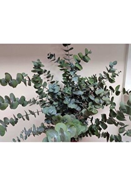 1.kalite Üreticiden Şoklanmış Büyük Yaprak Okaliptus