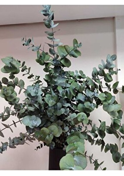 1.kalite Üreticiden Şoklanmış Büyük Yaprak Okaliptus