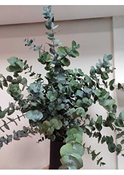 1.kalite Üreticiden Şoklanmış Büyük Yaprak Okaliptus