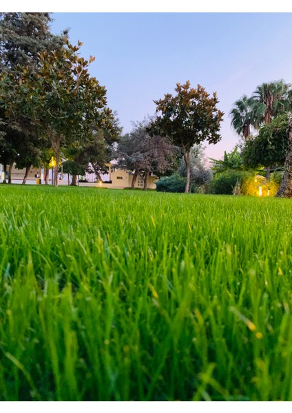 Master Lawn 6 Mix Karışım Çim Tohumu 10 kg modelleri