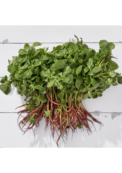 Dört Egeli Tohum Seti, Tere, Roka, Kuzukulağı ve Semizotu fiyatları