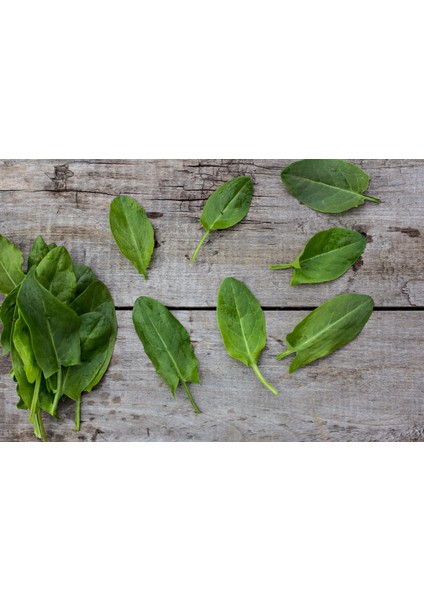 Dört Egeli Tohum Seti, Tere, Roka, Kuzukulağı ve Semizotu fırsatları