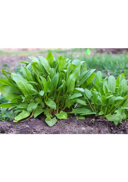 Dört Egeli Tohum Seti, Tere, Roka, Kuzukulağı ve Semizotu indirimleri