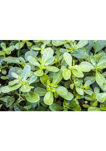 Altılı Yeşillik Tohum Seti, Dereotu, Semizotu, Roka, Tere, Kuzukulağı ve Maydanoz