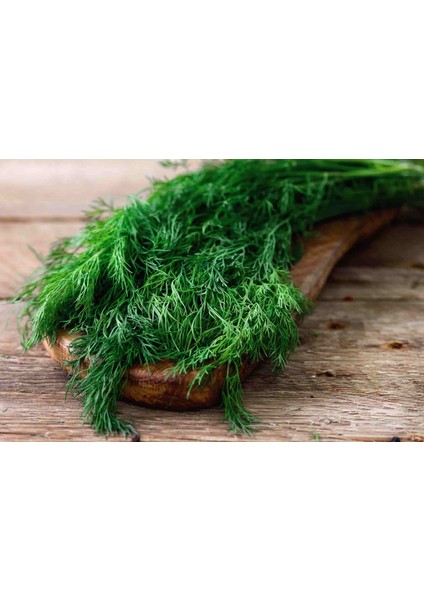 Altılı Yeşillik Tohum Seti, Dereotu, Semizotu, Roka, Tere, Kuzukulağı ve Maydanoz modelleri