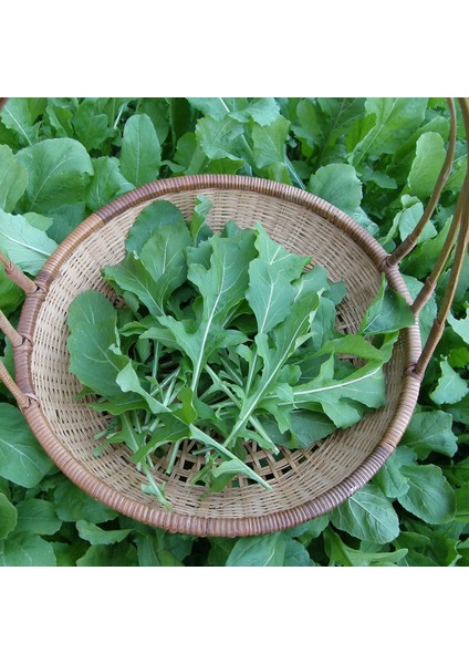 Altılı Yeşillik Tohum Seti, Dereotu, Semizotu, Roka, Tere, Kuzukulağı ve Maydanoz indirimleri