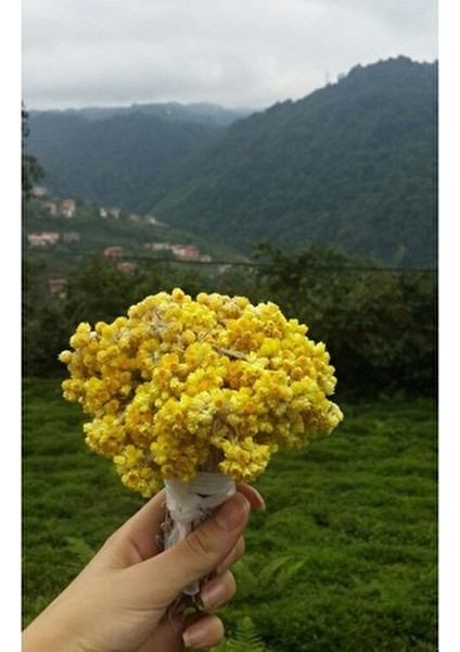 Altın Otu Damla Golden Pro Dede 30 ml Katkısız Altın Otu Özlü Ürün