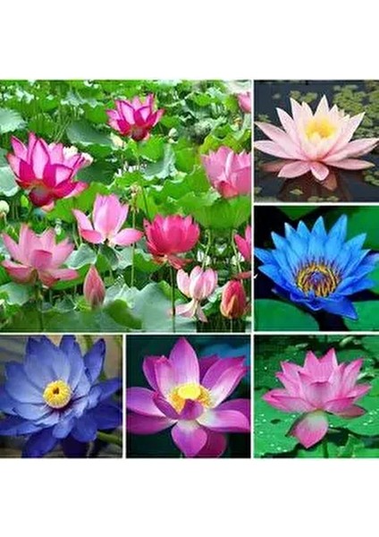 5 Adet Karışık Renklerde Lotus (Nilüfer) Çiçeği Tohumu