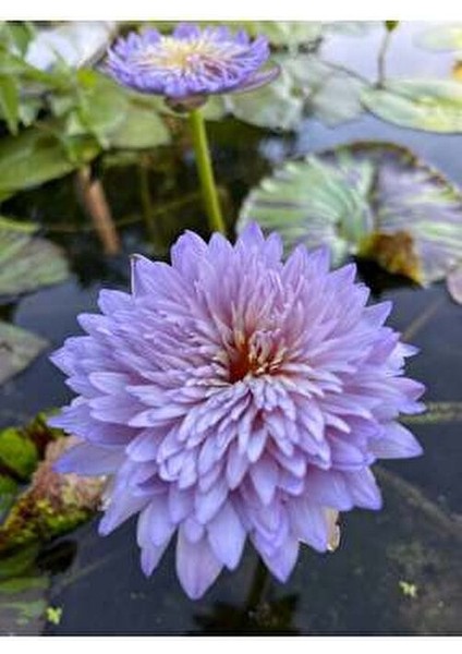 5 Adet Karışık Renklerde Lotus (Nilüfer) Çiçeği Tohumu fiyatları