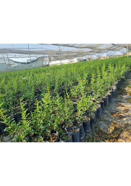 Hicaz Nar Fidanı – Sofralık ve Ekşi Tatlı Meyve Veren, Dayanıklı ve Verimli Çeşit fiyatları