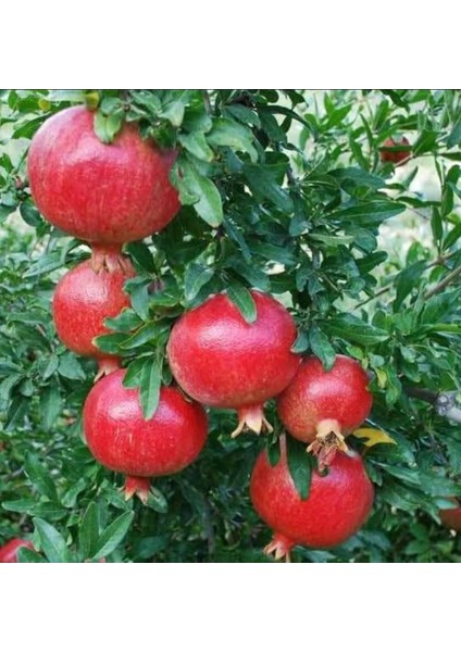 Tatlı Nar Fidanı