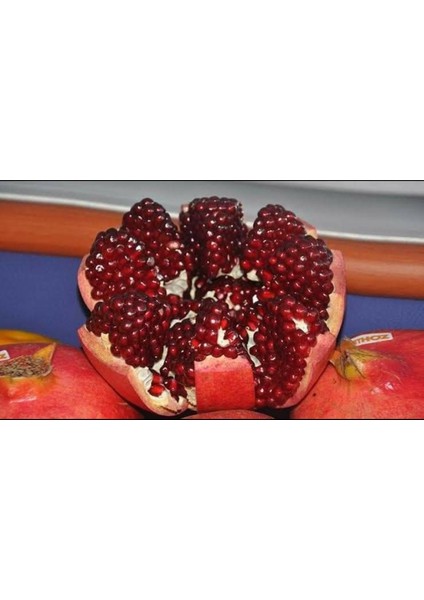 Tatlı Nar Fidanı fiyatları