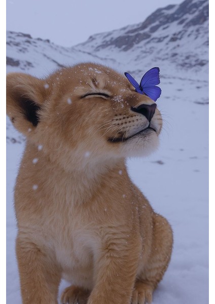 Kelebek ve Yavru Aslan Ev Duvar Salon Güzellik Salonu Ofis Dükkan Dekarasyon Kanvas Tablo fiyatları