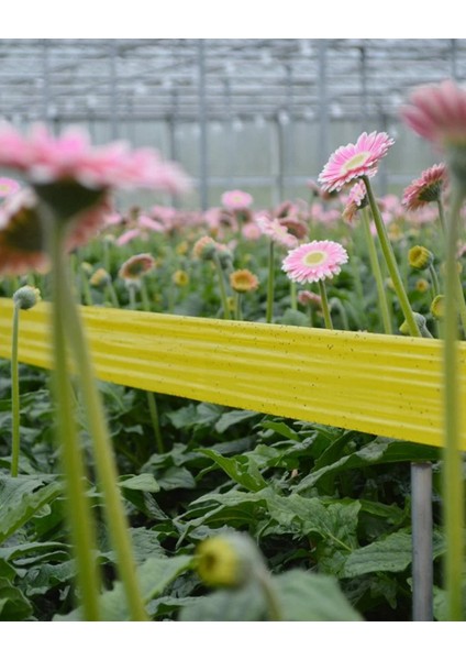 Yapışkan Rulo Tuzak 15×100 M (Sarı) – Seralar ve Tarım Alanları Için Haşere Kontrolü fiyatları