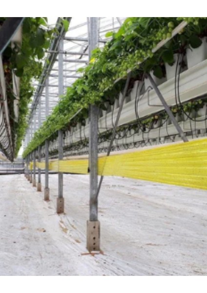 Yapışkan Rulo Tuzak 15×100 M (Sarı) – Seralar ve Tarım Alanları Için Haşere Kontrolü fırsatları