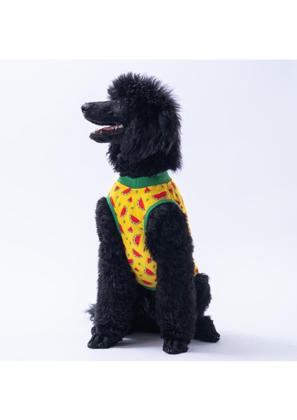 Watermelon Büyük Köpek Tişörtü - Köpek Kıyafeti (15 Kg-45 Kg) modelleri