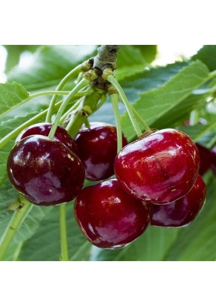 Saksıda Meyve Veren Kalın Gövdeli 5 Yaş Kütahya Vişne Fidanı Boy 200 Cm+