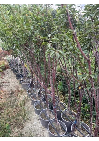 Saksıda Meyve Veren Kalın Gövdeli 5 Yaş Kütahya Vişne Fidanı Boy 200 Cm+ fiyatları